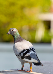 speed racing pigeon standing on home loft roof