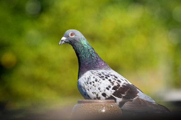 homing pigeon bird on home roof