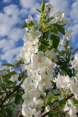 Picture of apple flower close-up on a green background leaves, Omsk region, Siberia
