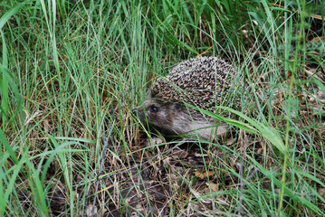 Hedgehog in a forest clearing