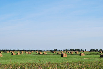 Siberian hay field © alekskai