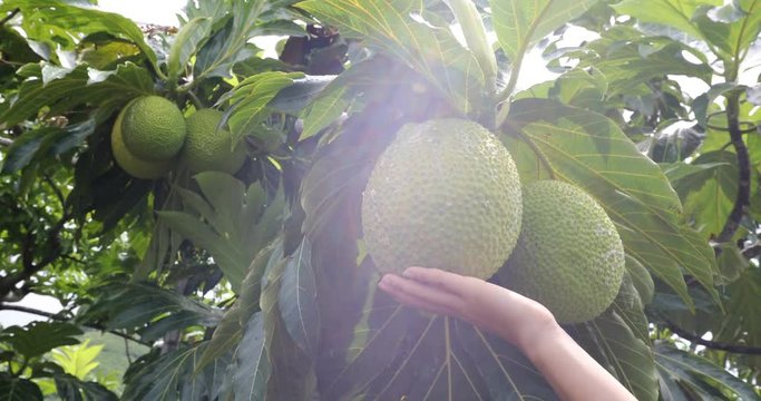 Breadfruit - From French Polynesia travel. Breadfruit is a species of flowering tree in the mulberry and jackfruit family originating in the South Pacific and eventually spreading to rest of Oceania