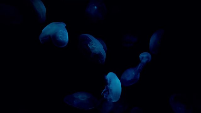 Aqua Crystal Jellyfish