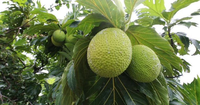 Breadfruit from French Polynesia travel. Breadfruit is a species of flowering tree in the mulberry and jackfruit family originating in the South Pacific and eventually spreading to the rest of Oceania