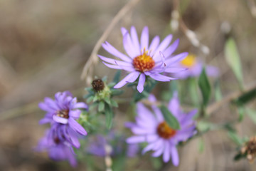 Obraz premium flowers in the garden