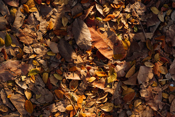 Dry leaves in fall season