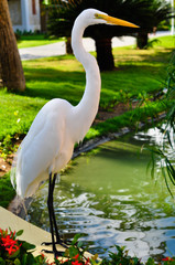 Obraz premium Garza blanca en jardín 1