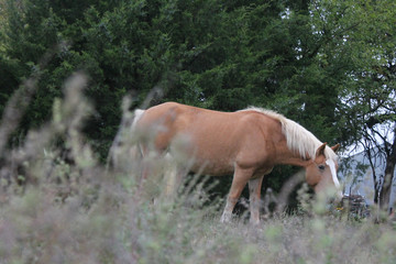 Naklejka na ściany i meble Horse in the field