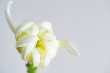 Obraz premium chrysanthemum