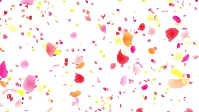 Colorful Flower Petals fluttering background