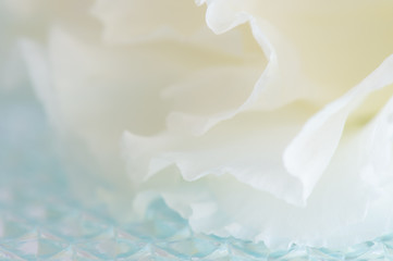 carnation