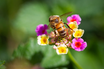Bumble Flight