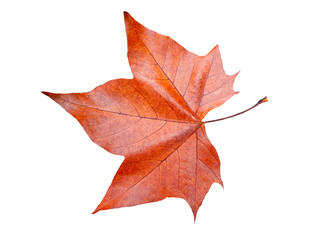 Maple leaf in autumn , Isolated on white background