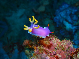 Sea slug