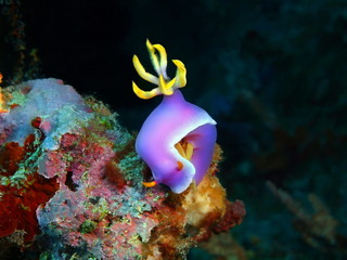 Sea slug