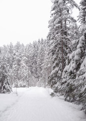 Spruce forest at winter.