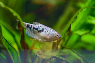 Trichogaster. Gurami fish. A blue fish gurami swims in a clear pond among green algae plants