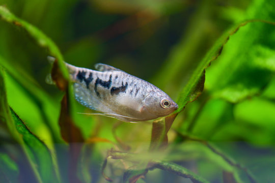 Trichogaster. Gurami fish. A blue fish gurami swims in a clear pond among green algae plants