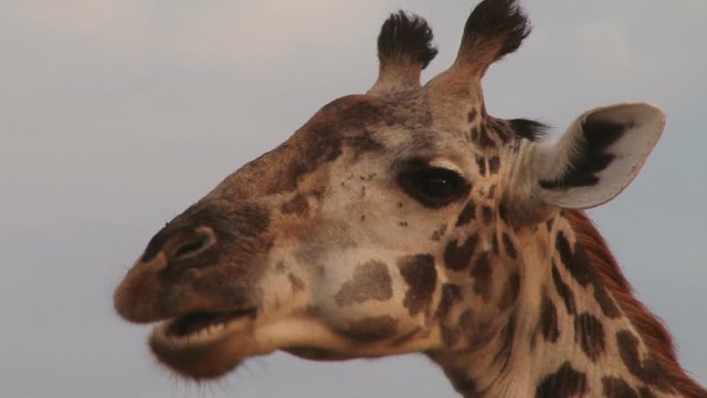 Close up of the head of a giraffe chewing cud.mov
