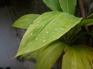 Hoja con gotas de lluvia