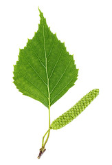 Green birch bud and leaf isolated on white background