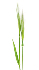 Two green spikelets of wheat isolated on a white background