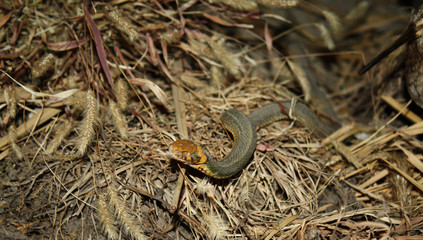 a stuffed snake in the Museum of the Reserve