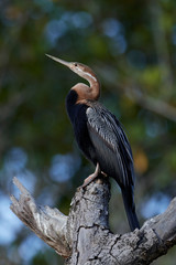 Fototapeta premium African darter (Anhinga rufa)