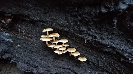 Mushrooms growing on a fallen tree