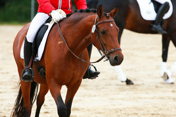 Dressage horse on stretcher in step relax relaxed rein from the hand chewing with rider in the neckline.