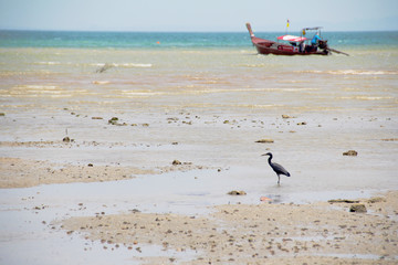 After the tide opened the bottom of the sea