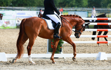 Dressage horse in the tournament, lesson, chewing reins out of hand..