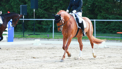 Horse in the dressage test with rider, recorded in the gait trot in the flight phase..