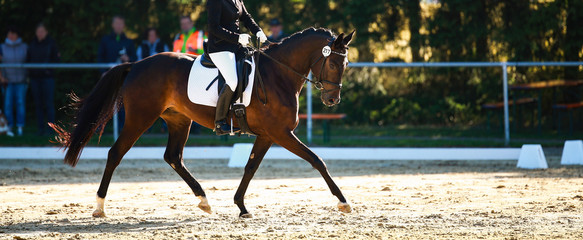 Dressage horse in a close-up with rider in the tournament, initiating a turn in the trot..
