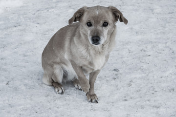 Naklejka premium Little yellow pet dog sitting and freezing on the dirty snow in winter 