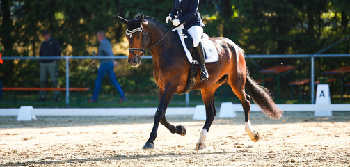 Horse in the dressage test with rider, recorded in the gait trot in the flight phase..