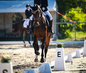 Dressage horse in the tournament in the Galopp gait in the ascending phase..
