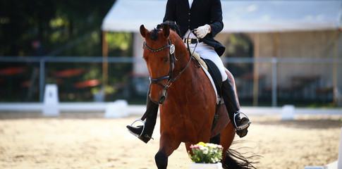 Dressage horse in the tournament, portrait head with locking strap under the rider in the gait...