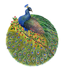 peacock watercolor painting,composition in a circle. bird and flowers pattern .graphic illustration of watercolor on white background