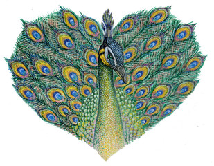 peacock, heart, graphic watercolor illustration on white background