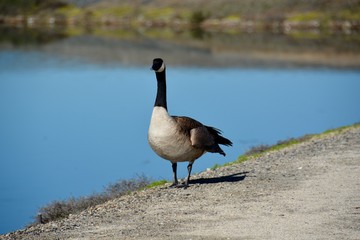 A Canada Goose walking near the water’s edge. Canada geese will attack people if they feel threatened. This goose knew I meant him no harm, but he honked incessantly at me as he waddled past me.