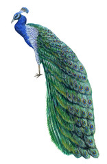 peacock, graphic illustration in watercolor on white background