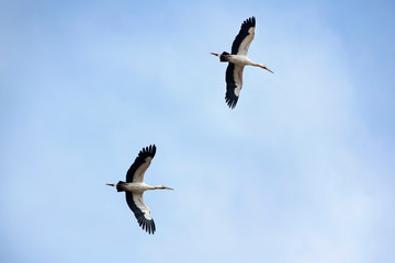Wood Stork is flying in the sky