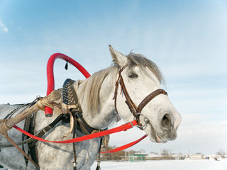 gray horse in harness close up outdoors in winter