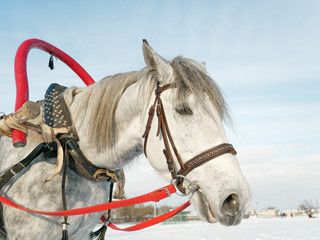gray horse in harness close up outdoors in winter