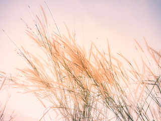 The field of tall wild grass nature background