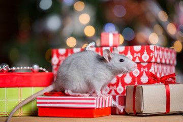 Obraz premium Gray rat with gifts on the background of the Christmas tree