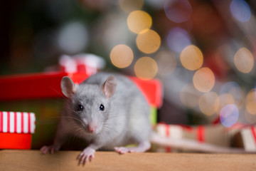 Gray rat with gifts on the background of the Christmas tree