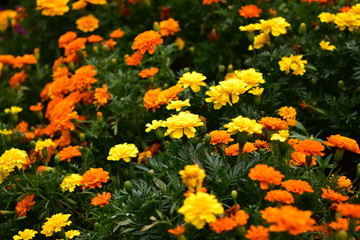 マリーゴールド