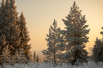 Winter landscape. Frosty sunny day in winter. Forest under white snow.